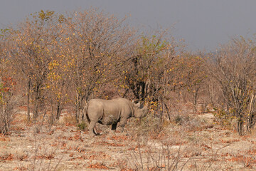 Spitzmaulnashorn am frühen Morgen in der Sonne von Etosha