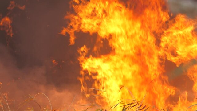 Red high flame of fire closeup. Flame of fire burns everything in its path. Fire is destroying nature. Climate emergency. Natural disaster. Climate change. Global warming. Epic big fire in nature park