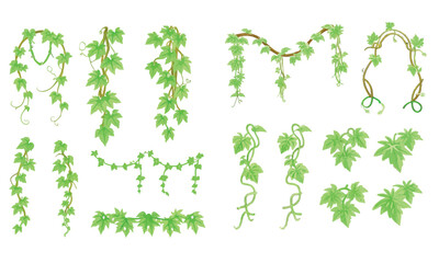 Jungle frames. Green vine