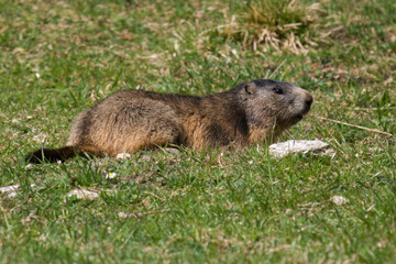 a groundhog, marmota marmota, on a mountain meadow at a sunny spring day