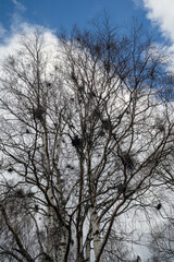 Witch's brooms on birch tree branches, Finland