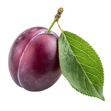 Fresh ripe plum with green leaf isolated on white background