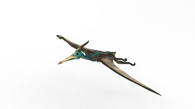 pteranodon sternberg 3d rendering animation