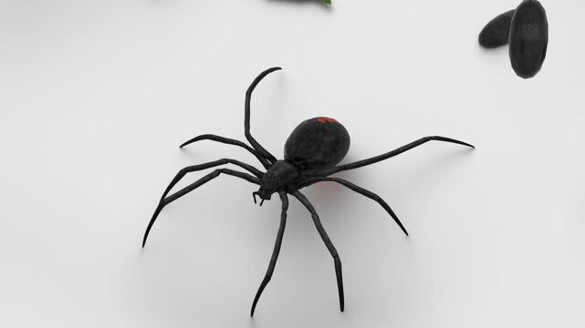 black spider animation on white background