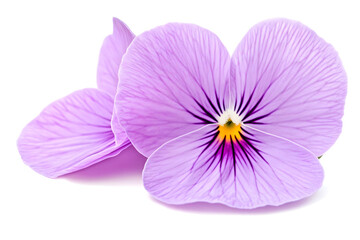 Obraz premium Delicate purple flower close up