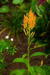 Bright yellow Celosia flower spike, standing tall with vibrant green leaves in the background. Ideal for garden-themed projects, floral arrangements, or nature-related content.