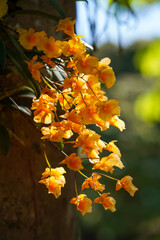 Dendrobium lindleyi Steud. Yellow orchid of Dendrobium lindleyi Steud- Syn. : aggregatum Roxb, Orchid background. Wild orchid of Thailand Dendrobium lindleyi Steud.