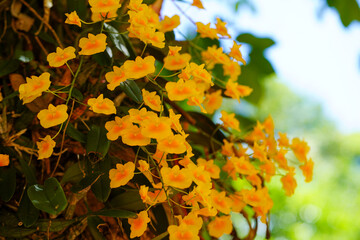 Dendrobium lindleyi Steud. Yellow orchid of Dendrobium lindleyi Steud- Syn. : aggregatum Roxb,...