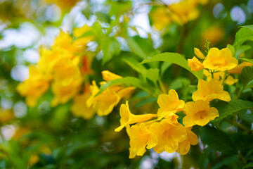 Tecoma stans blooming at summer. Yellow Elder, Magnoliophyta, Angiospermae of name Gold Yellow color trumpet flower, ellow elder, Trumpetbush, Tecoma stans blurred of background.