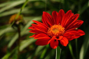 Tithonia rotundifolia. Red flower of Mexican Sunflower, Tithonia rotundifolia, Tithonia rotundifolia Gray, Mexican Sunflower weed, close up, center view, top view, can use be background or wallpaper
