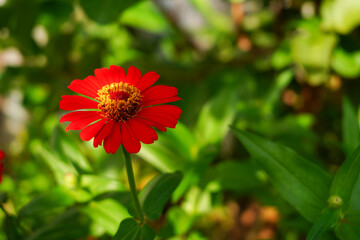 Zinnia, Zinnia flower, Zinnia violacea Cav,Orange flower,  Z. elegans Jacq, 