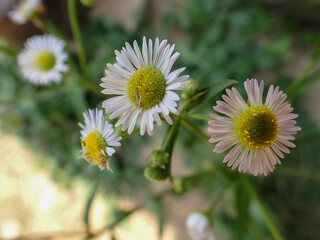 Obraz premium Beautiful flowers, white cutter flowers or esther pecos. Close-up photo of flowers.