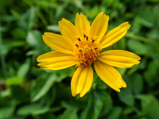 Melampodium divaricatum. Beautiful Close-up of a bright yellow Melampodium (Melampodium divaricatum) flower surrounded by lush green leaves in a tropical outdoor garden.