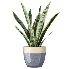 Tall snake plant in ceramic pot isolated on transparent background
