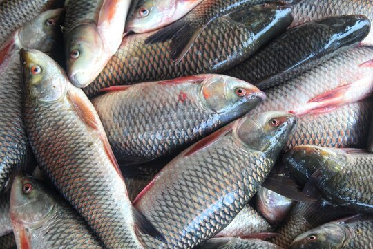 fresh rohu and catla carp fish ready for sale in Indian fish market