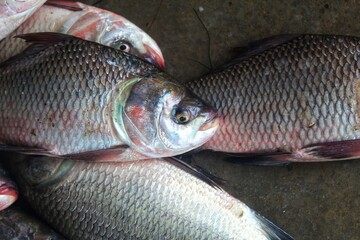 fresh rohu and catla carp fish ready for sale in Indian fish market