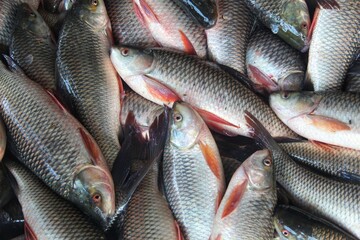 fresh rohu and catla carp fish ready for sale in Indian fish market