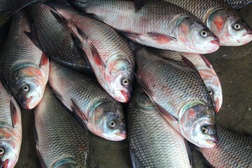fresh rohu and catla carp fish ready for sale in Indian fish market