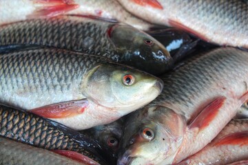 fresh rohu and catla carp fish ready for sale in Indian fish market