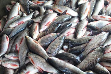 Fototapeta premium fresh rohu and catla carp fish ready for sale in Indian fish market