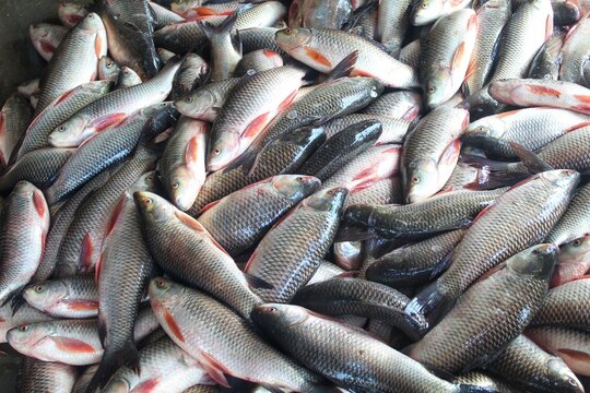 fresh rohu and catla carp fish ready for sale in Indian fish market