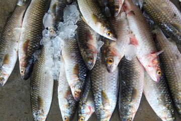 deep sea harvesting and sale of grey mullet fish mugil cephalus