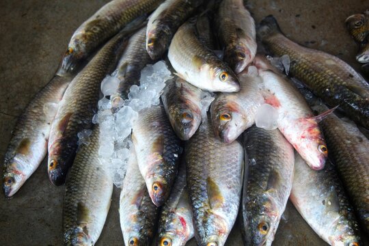 deep sea harvesting and sale of grey mullet fish mugil cephalus