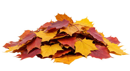 Pile of autumn orange leaves, isolated background