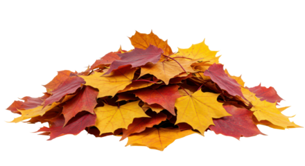 Pile of autumn orange leaves, isolated background