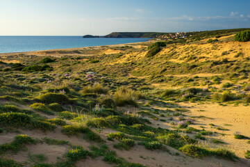 Sand dunes and vegetation at Spiaggia di Torre dei Corsari, sea in the background, Sardinia, Italy