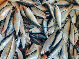 bunch of oil sardine fish in hand in nice blur background HD