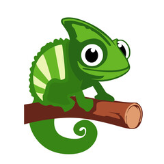 green chameleon standing on tree trunk. isolated on white