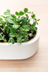 Microgreens growing in white pot on wooden table