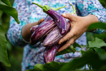 eggplant garden at harvest time close up