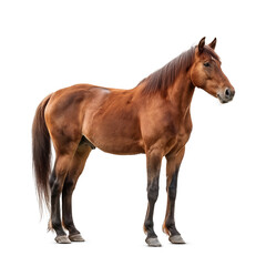 Obraz premium Professional photo of a horse standing sideways