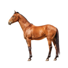 Obraz premium Professional photo of a horse standing sideways