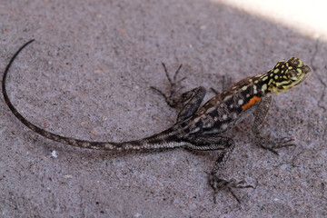 Siedleragame zeigt ihr buntes Schuppenkleid