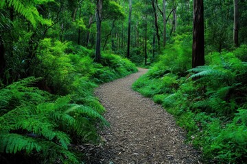 Obraz premium Explore the lush forest trail in Tasmania surrounded by vibrant greenery, Forest trail in Tasmania Walk Path in green Australian jungle near Waratah