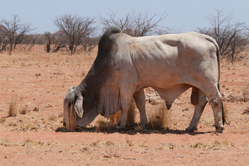 ein verwildertes Rind irgendwo in der Steppe in Namibia