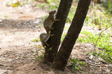 Zwei Smith-Buschhörnchen klettern am Baum