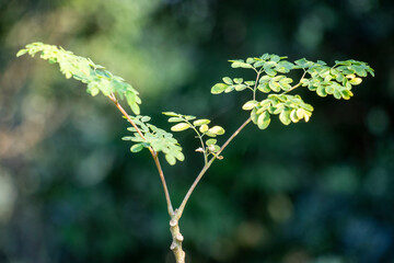 Moringa oleifera. Drumstick tree, Miracle tree, Horseradish tree, Ben oil tree