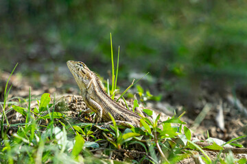 Oriental Garden Lizard Calotes versicolor is a common Asian lizard with a slender
