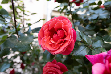 Detailed close-up of a single vibrant red rose in full bloom, showcasing its delicate petals and rich color against a background of green leaves.