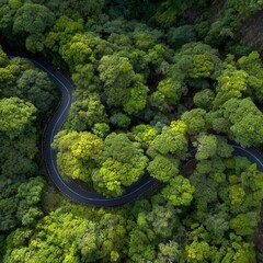 Aerial View of Winding Road Through Lush Green Forest Canopy in Tropical Location Nature Landscape