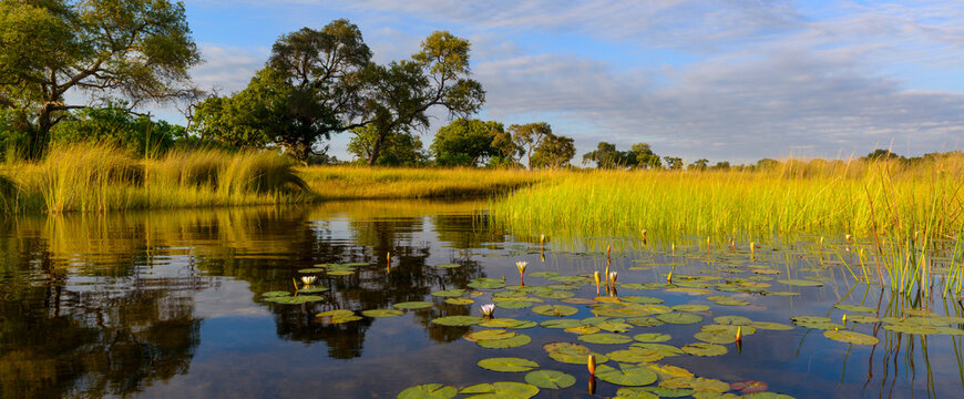 Tranquil river landscape with blue water lilies (Nymphaea nouchali) in the Okavango Delta, Botswana,