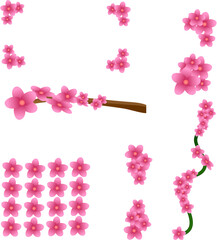 sakura flower