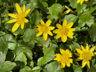 Yellow Lesser Celandine Flowers in Spring Sunlight