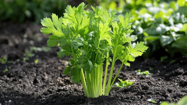 A celery plant growing in a garden