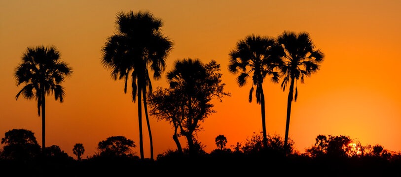 Real fan palm or Makalani palm (Hyphaene petersiana) silhouetted against a blazing sunset sky. Okavango Delta. Botswana.