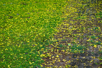 Petals of the Golden Shower tree fall on the grass beside the walkway.